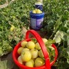 如蜂蜜般甜脆！【山东冰糖蜜罐甜瓜 】3斤/4.5斤 浓香多汁 肉脆瓤蜜爽口不齁喉 外皮薄 直接洗洗带皮吃 商品缩略图4