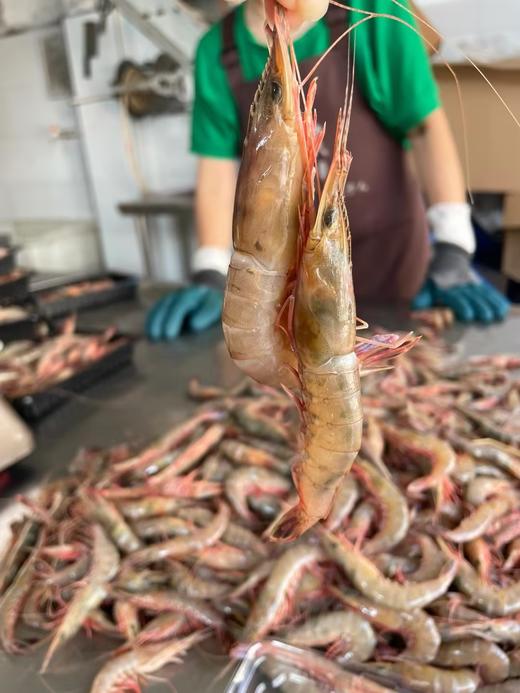 野生剑虾，每天上岸有限，快吃起来、口感清香独特，鲜嫩多汁 【新鲜活冻】 商品图3