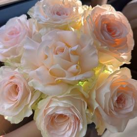 单头玫瑰 | 兽花马