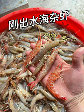 xm[超多品种，刚出水的新鲜货，好评超高！！！]精品海杂虾高蛋白低脂，孩子长身体、老人补营养的好选择！顺丰冷链活冻送到家~