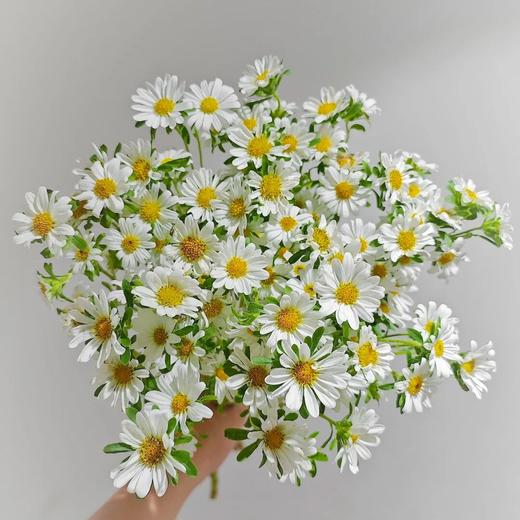 配花 | 迷你菊(轻微瑕疵不售后,介意慎拍) 商品图0