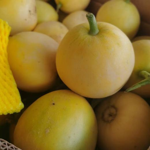 如蜂蜜般甜脆！【山东冰糖蜜罐甜瓜 】3斤/4.5斤 浓香多汁 肉脆瓤蜜爽口不齁喉 外皮薄 直接洗洗带皮吃 商品图5