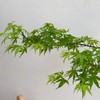 叶材 | 枫叶绿色 商品缩略图1