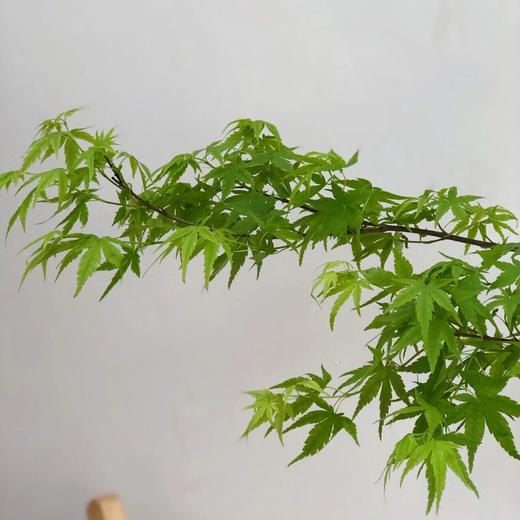 叶材 | 枫叶绿色 商品图1