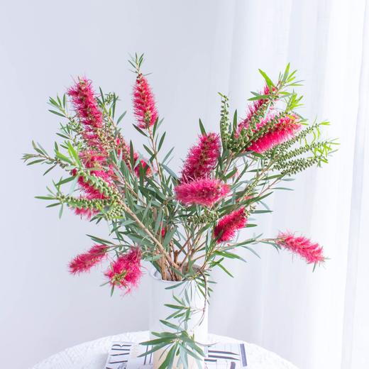 配花 | 红千层 商品图1