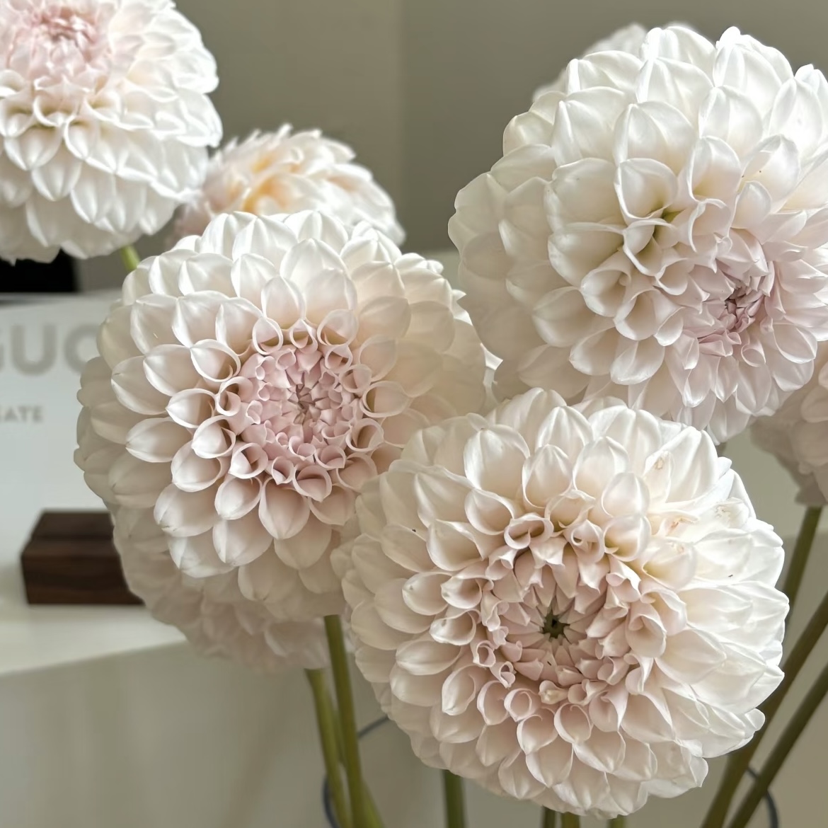 配花 | 大丽花奶油泡芙