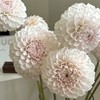 配花 | 大丽花奶油泡芙 商品缩略图0