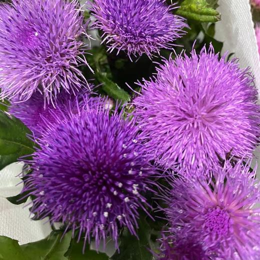 配花 | 龙眼紫色 商品图0