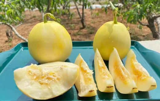 蜂糖蜜瓜小时候的那个味道回来了
闻起来芳香四溢
吃着脆爽，甘甜，流蜜
白白嫩嫩的小身板
蕴含着万分的甜蜜 商品图0