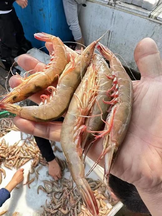 野生剑虾，每天上岸有限，快吃起来、口感清香独特，鲜嫩多汁 【新鲜活冻】 商品图0