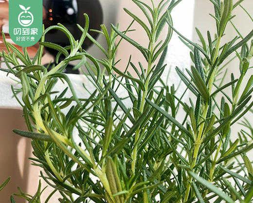 迷迭香盆栽/1盆（塑料原盆+底座） 商品图6