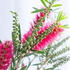 配花 | 红千层 商品缩略图2