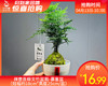 禅意苔藓文竹盆栽-暴富盆（冠幅约18cm*高度25cm/盆） 商品缩略图0