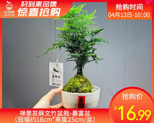 禅意苔藓文竹盆栽-暴富盆（冠幅约18cm*高度25cm/盆） 商品图0