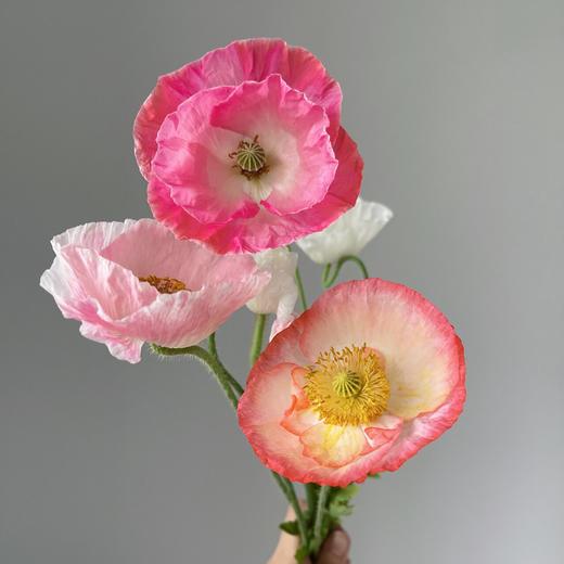 配花 ｜ 多头虞美人混色 商品图2