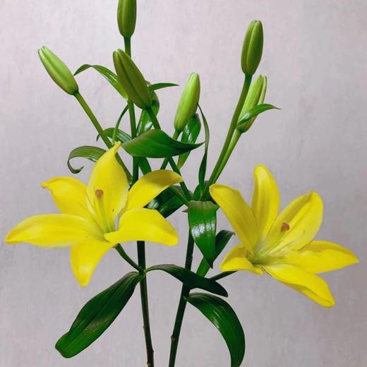 百合 ｜ 黄钻石 商品图0