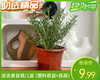 迷迭香盆栽/1盆（塑料原盆+底座） 商品缩略图0