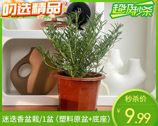 迷迭香盆栽/1盆（塑料原盆+底座） 商品图0