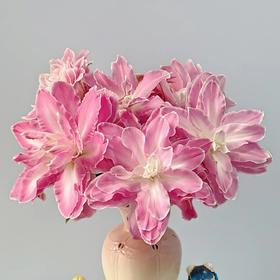 百合 | 莲花仙子