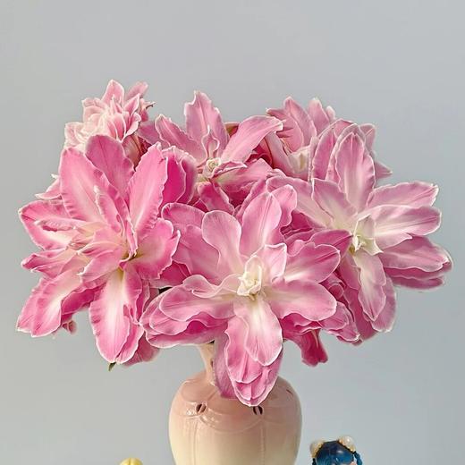 百合 | 莲花仙子 商品图0