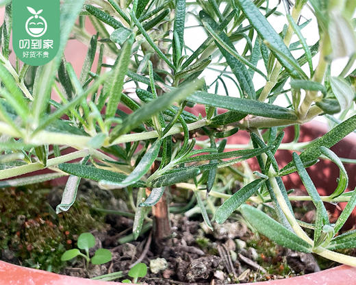 迷迭香盆栽/1盆（塑料原盆+底座） 商品图2