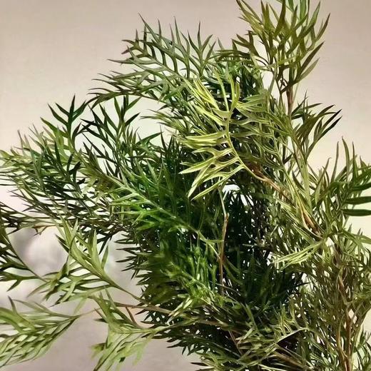 叶材 | 蕾丝叶 商品图0