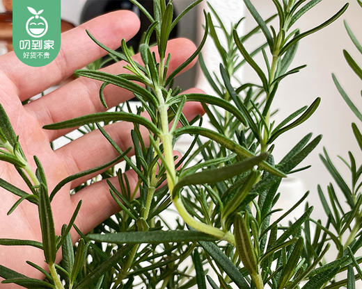 迷迭香盆栽/1盆（塑料原盆+底座） 商品图4