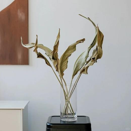 永生花材 | 永生大鸟叶 商品图0