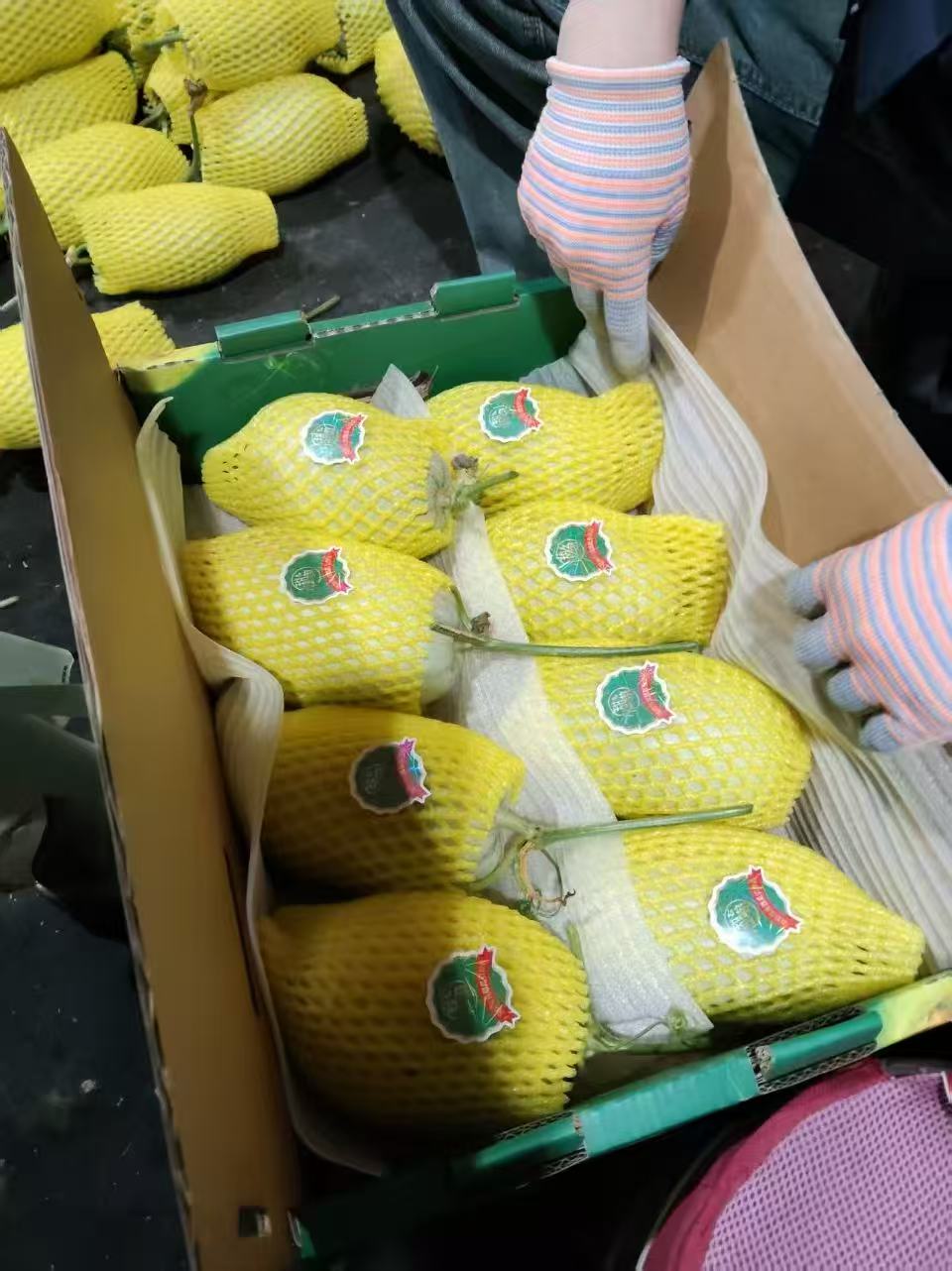 【会员15/斤】博洋72号甜瓜