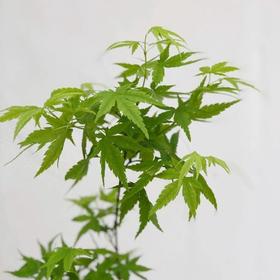 叶材 | 枫叶绿色