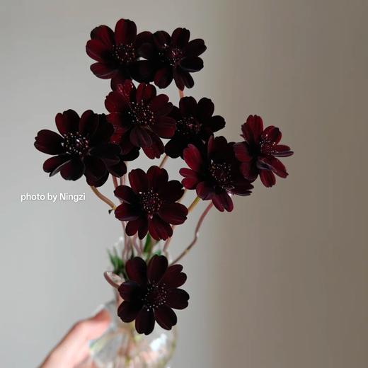 配花 | 巧克力秋英 商品图0