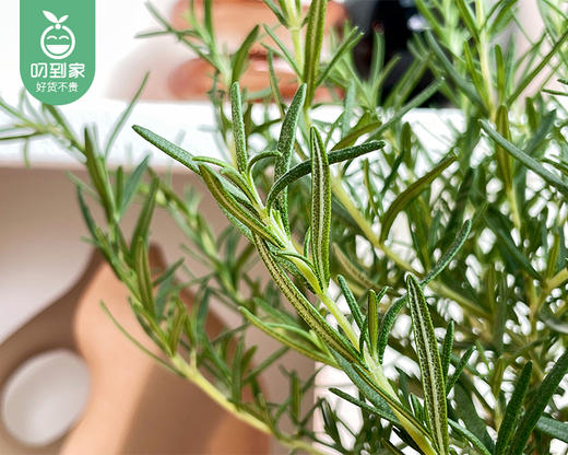 迷迭香盆栽/1盆（塑料原盆+底座） 商品图5