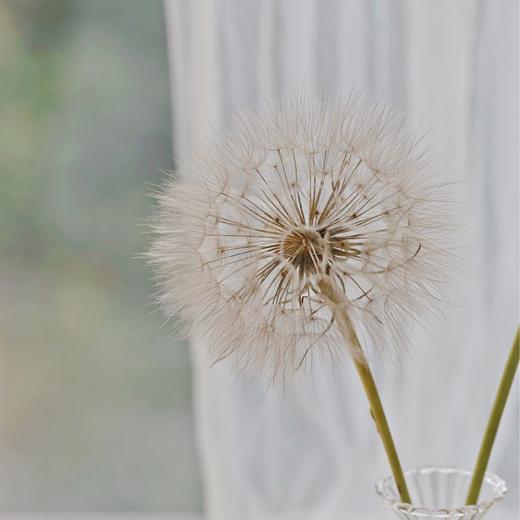 配花 | 蒲公英 商品图1