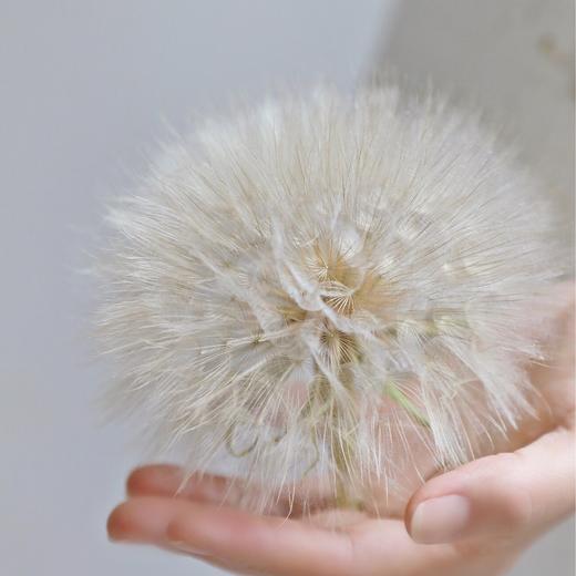 配花 | 蒲公英 商品图2