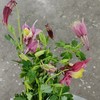 配花 | 耧斗花初柒 商品缩略图0