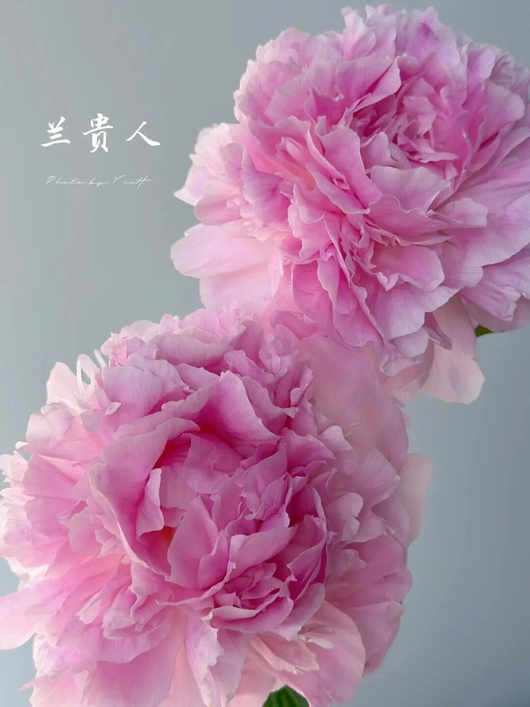 【预售！4.20起陆续发出】兰花夫人【人间四月天，芍药铺庭前】简小姐精选芍药季新品 兰花夫人 5枝 两件包邮 顺丰直发