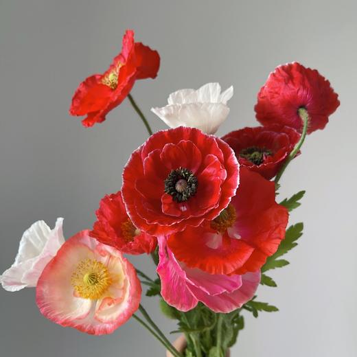 配花 ｜ 多头虞美人混色 商品图0