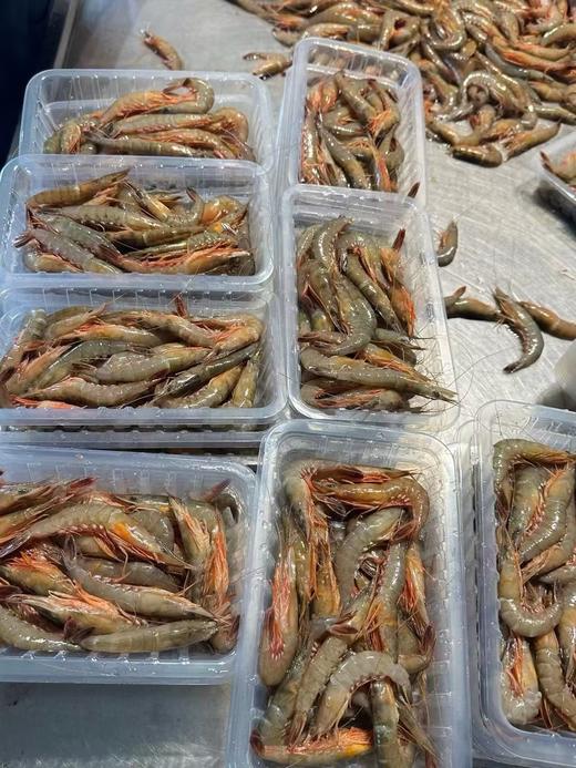 野生剑虾，每天上岸有限，快吃起来、口感清香独特，鲜嫩多汁 【新鲜活冻】 商品图2
