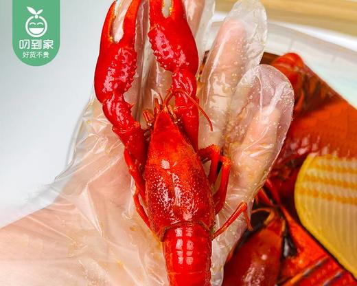 【预售-4月17日配送】拾锅侠青柠冰冰虾（小中青-硬345钱）/1桶（约44-50只，共约1.8kg，固形物≥40%）生产日期 4月15日左右 商品图2