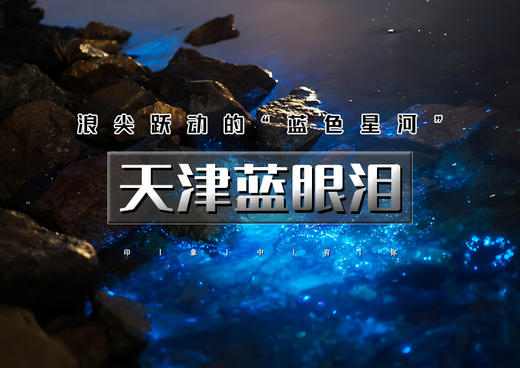 周末｜天津蓝眼泪｜浪尖跃动的“蓝色星河”の蓝眼泪奇观-东疆港日出&海鸥 商品图0