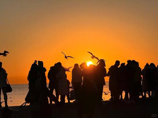 周末1天【天津蓝眼泪】浪尖跃动的“蓝色星河”の蓝眼泪奇观-东疆港日出&海鸥 商品图1