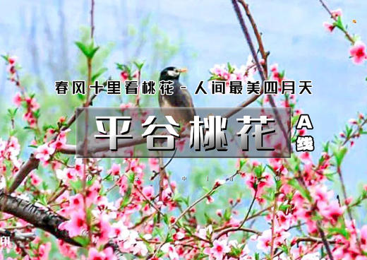 4.18周六｜情定•平谷桃花｜来一场“桃花运”の平谷桃花-金海湖步道单身专线 商品图0