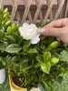 【花卉好物 丨栀子花2盆装】绿叶白花，格外清丽可爱，花香素雅清新，放于家中做装饰或者放于办公室桌子上做点缀皆可，鲜花产品下单后不支持拦截拒收和退换 商品缩略图3