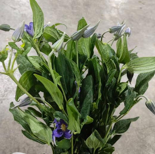 配花 | 铁线莲银河系 商品图0