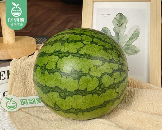 翡翠蒂特小凤西瓜（1.3kg±100g/个） 商品图5
