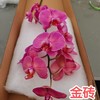 蝴蝶兰 | 金砖 商品缩略图1