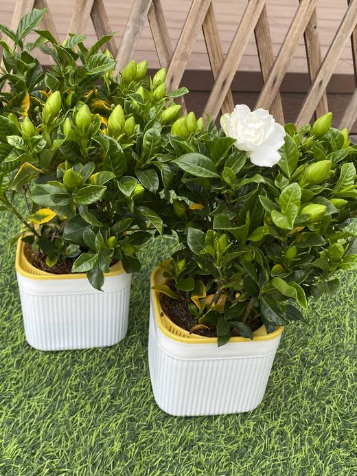 【花卉好物 丨栀子花2盆装】绿叶白花，格外清丽可爱，花香素雅清新，放于家中做装饰或者放于办公室桌子上做点缀皆可，鲜花产品下单后不支持拦截拒收和退换 商品图1