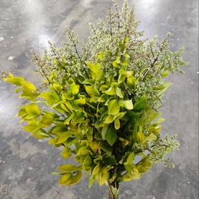 配花 | 金边米珍花