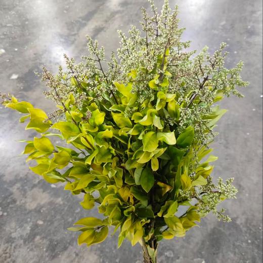 配花 | 金边米珍花 商品图0