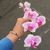 蝴蝶兰 | 貂蝉 商品缩略图1